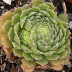 Sempervivum - Dachwurz - Hauswurz